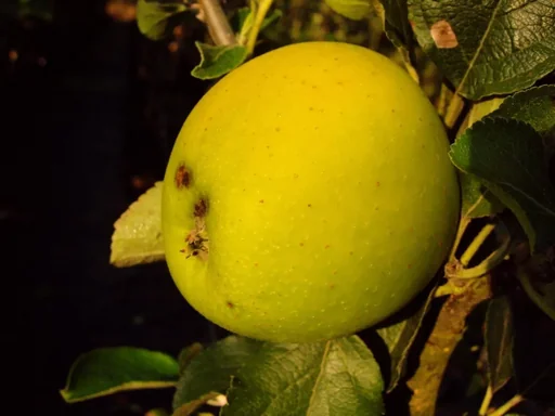 "Säulenapfel "Goldspur", 7,5L-Container, mittelgroß, knackig, saftig süß, mit wenig Säure image"